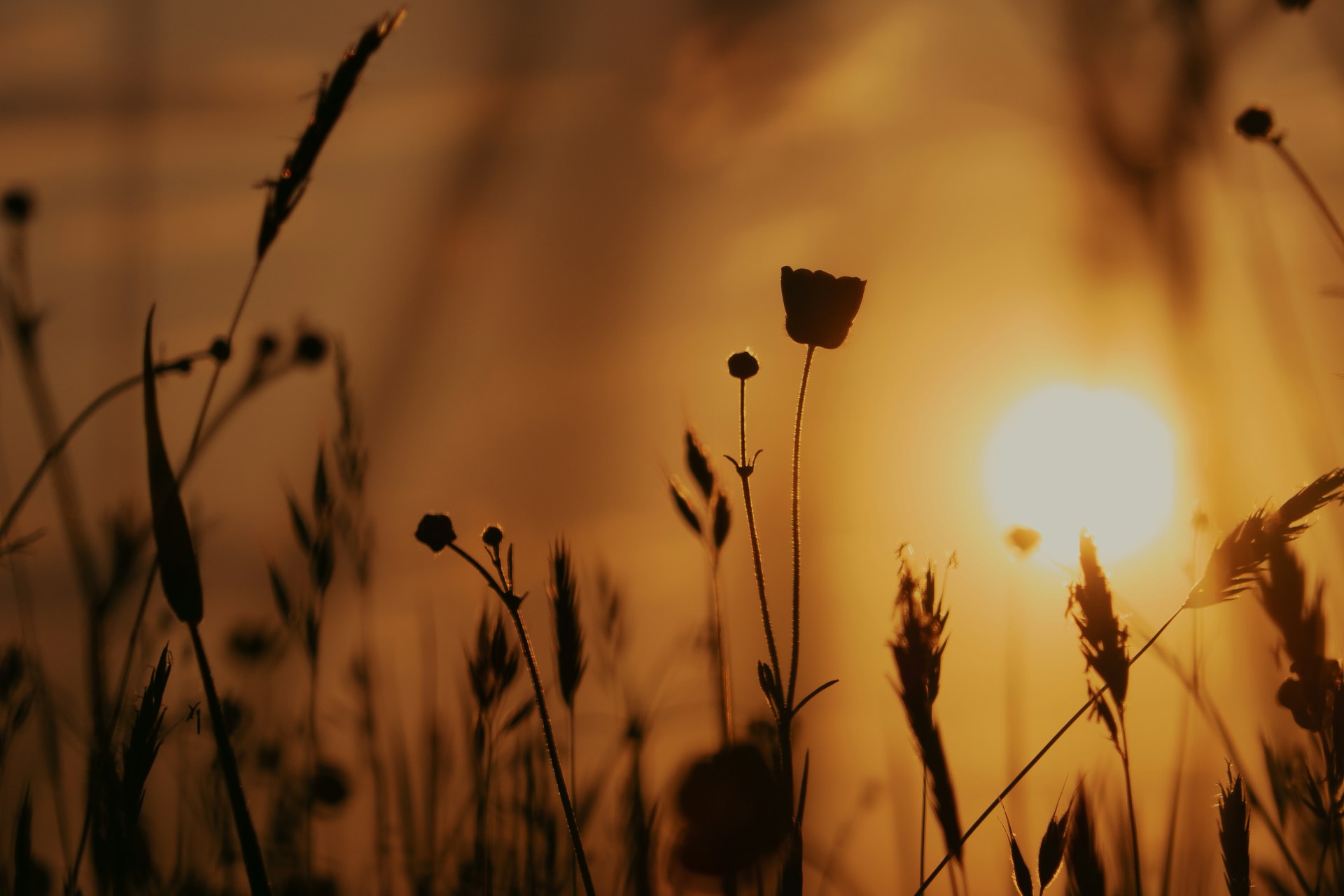 Wildflowers in a meadow with sun behind - Muslim Women's Wellness